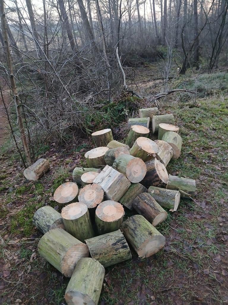 Blokken droog dennehout, 6 m³ of meer, Ophalen, Overige houtsoorten, Blokken