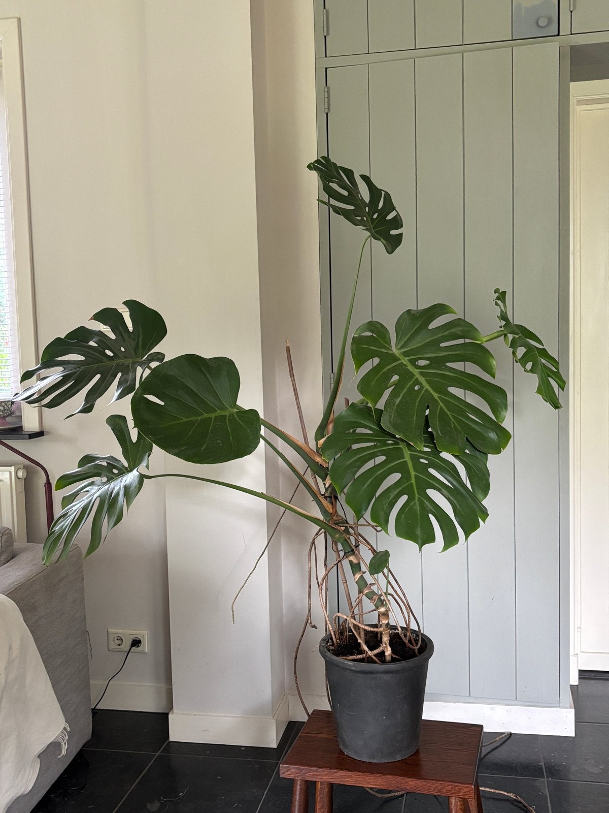 Grote Monstera Deliciosa - Kamerplant, Huis en Inrichting, Ophalen, Overige soorten, Halfschaduw, 150 tot 200 cm