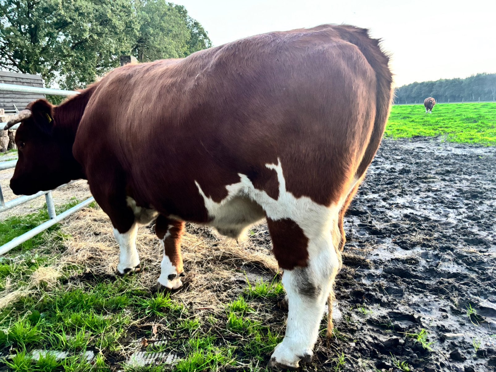 Brandrode os, Dieren en Toebehoren, Mannelijk