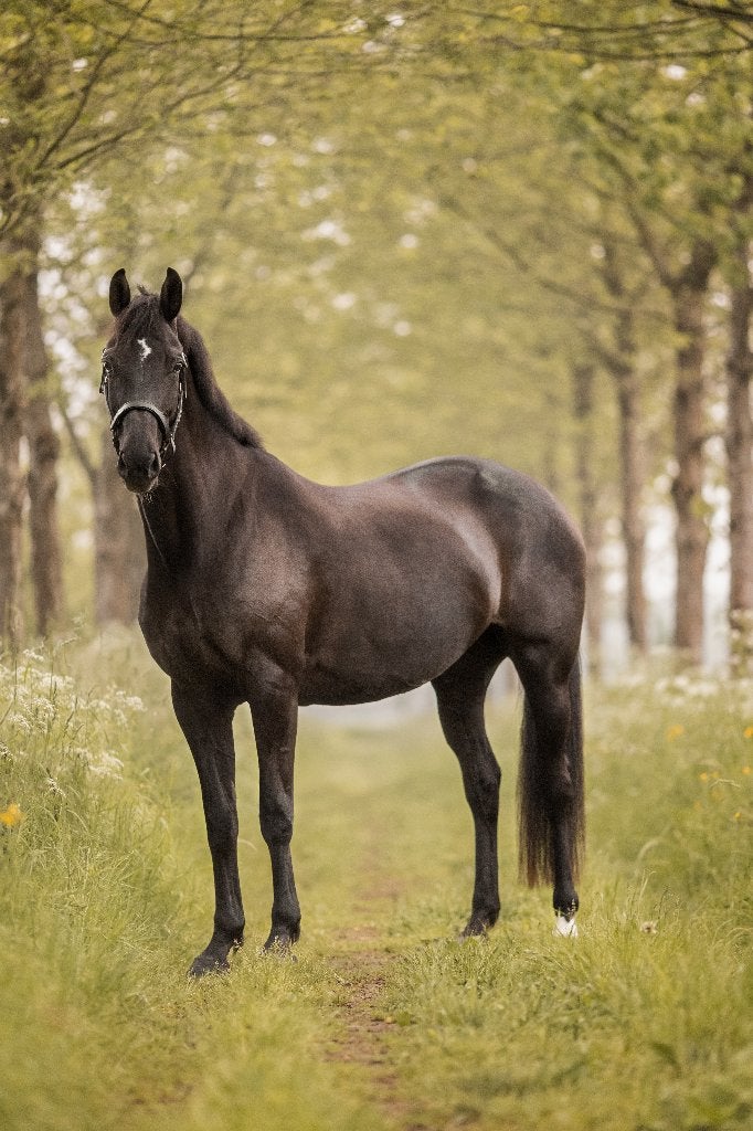 Paard, Dieren en Toebehoren, Paarden, Merrie, Met stamboom, Niet van toepassing, 160 tot 165 cm