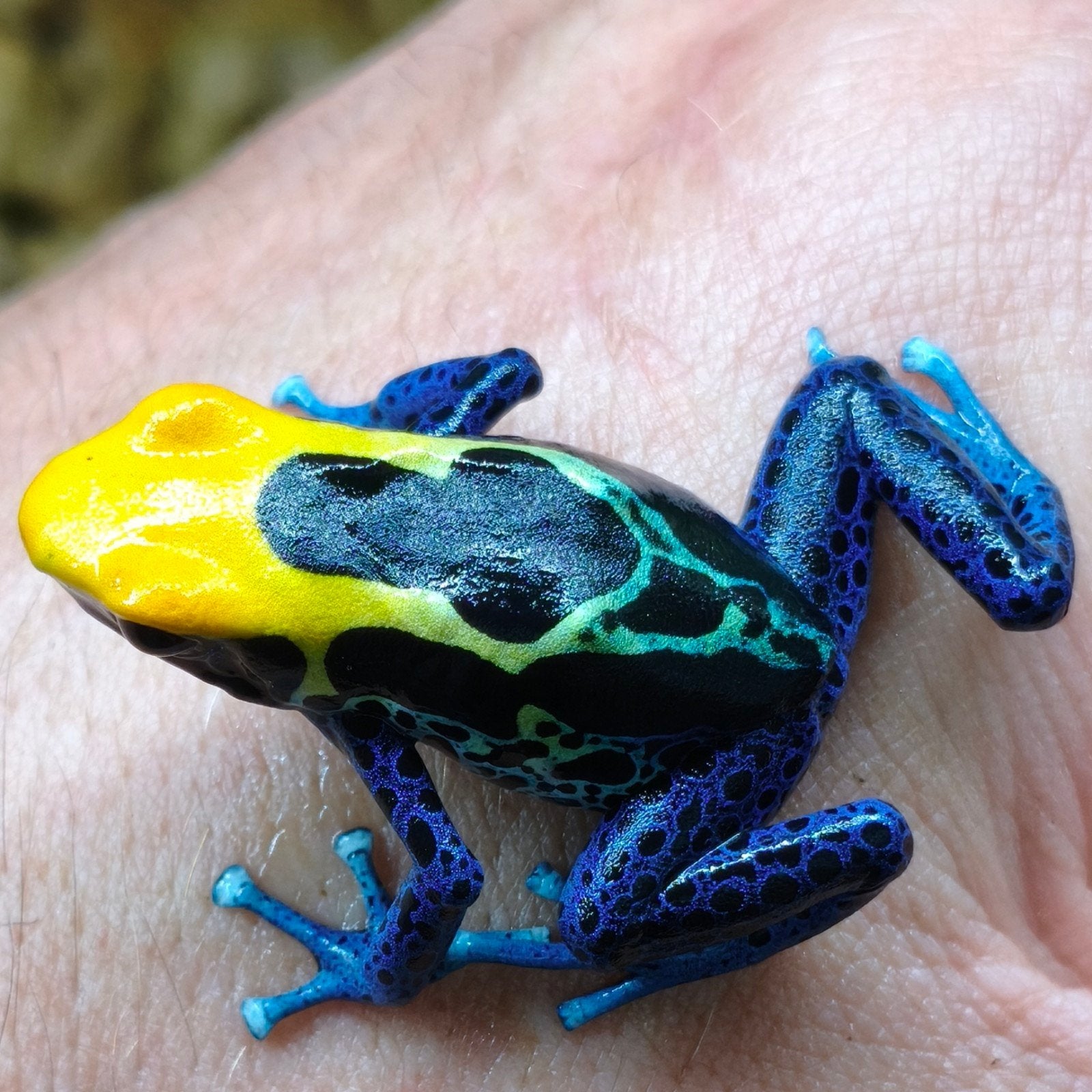 Dendrobates tinctorius uit eigen kwekerij, grootste assortim