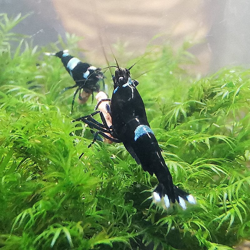 Prachtige Black King Kong (Taiwan Bee) garnalen, Kreeft, Krab of Garnaal