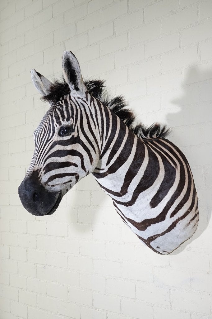 zebra shouldermount taxidermy opgezette afrika, Ophalen of Verzenden, Zo goed als nieuw, Hert, Gewei of Kop