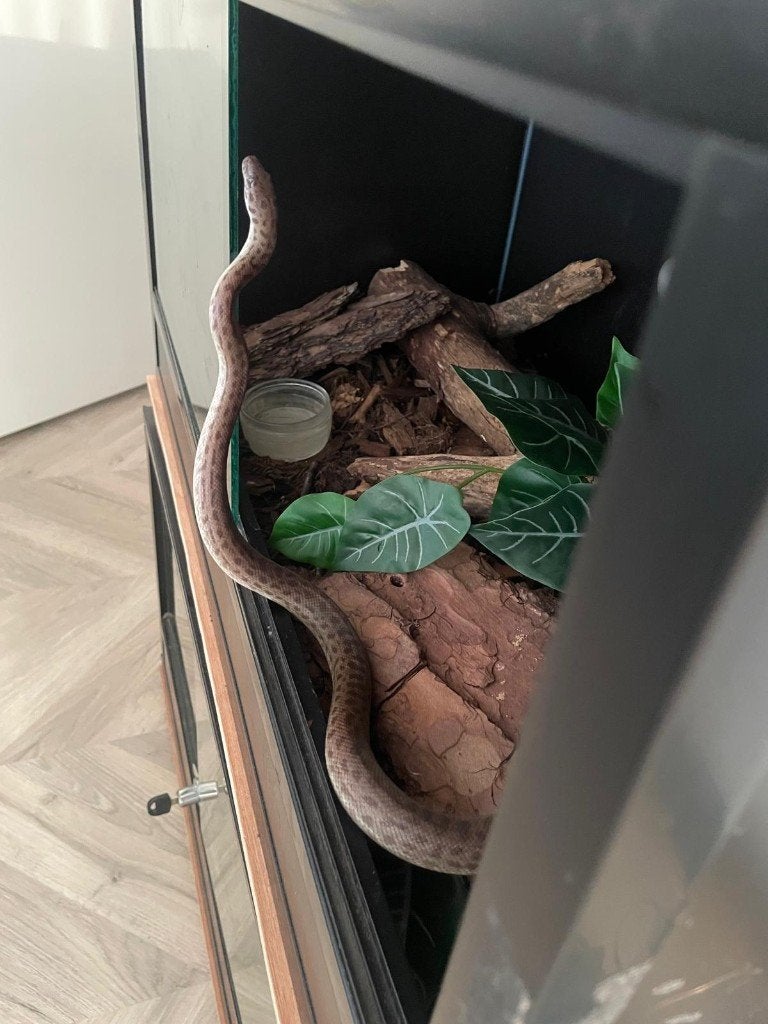 1.1 Antaresia childreni NK'24, Dieren en Toebehoren, Reptielen en Amfibieën, Slang, Met terrarium, 0 tot 2 jaar