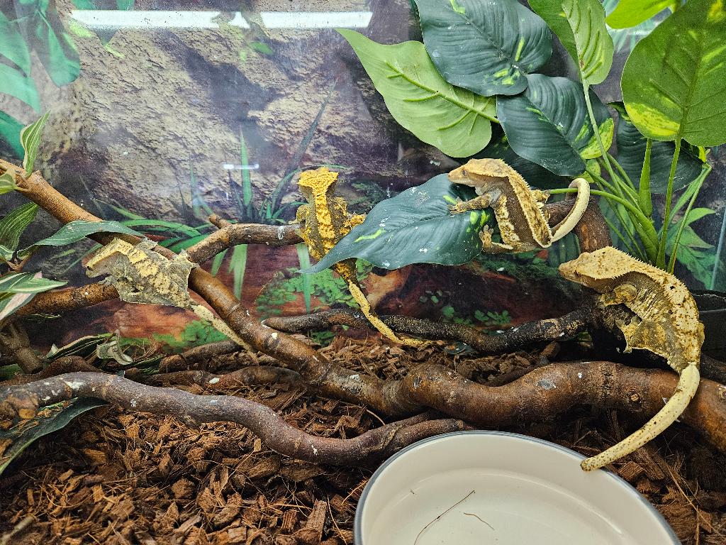 Correlophus ciliatus Wimpergekko's Crested Gecko - female for sale from TerShop