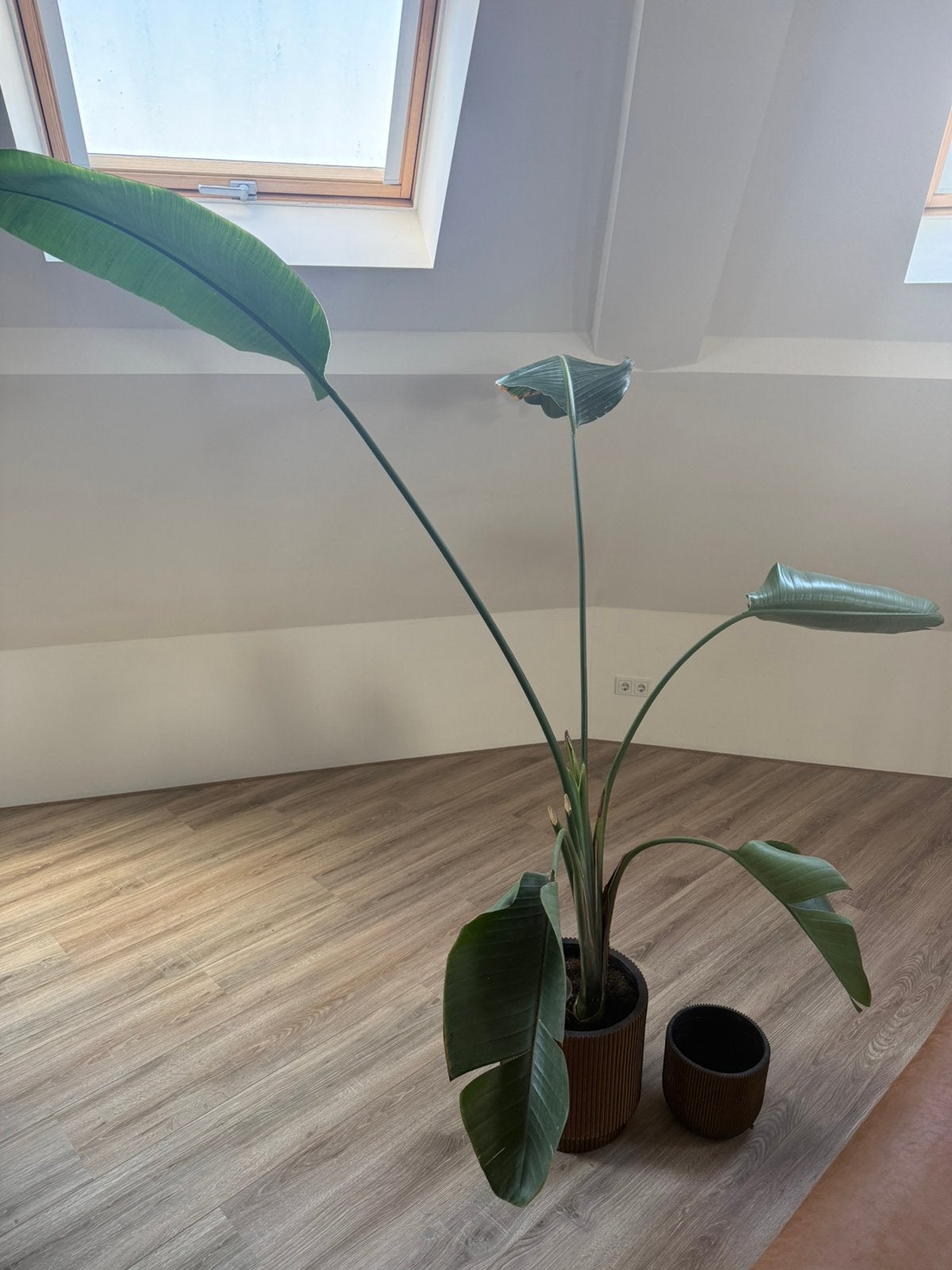 Extra grote Strelitzia Nicolai – ruim 2 meter, Ophalen, Halfschaduw, 200 cm of meer