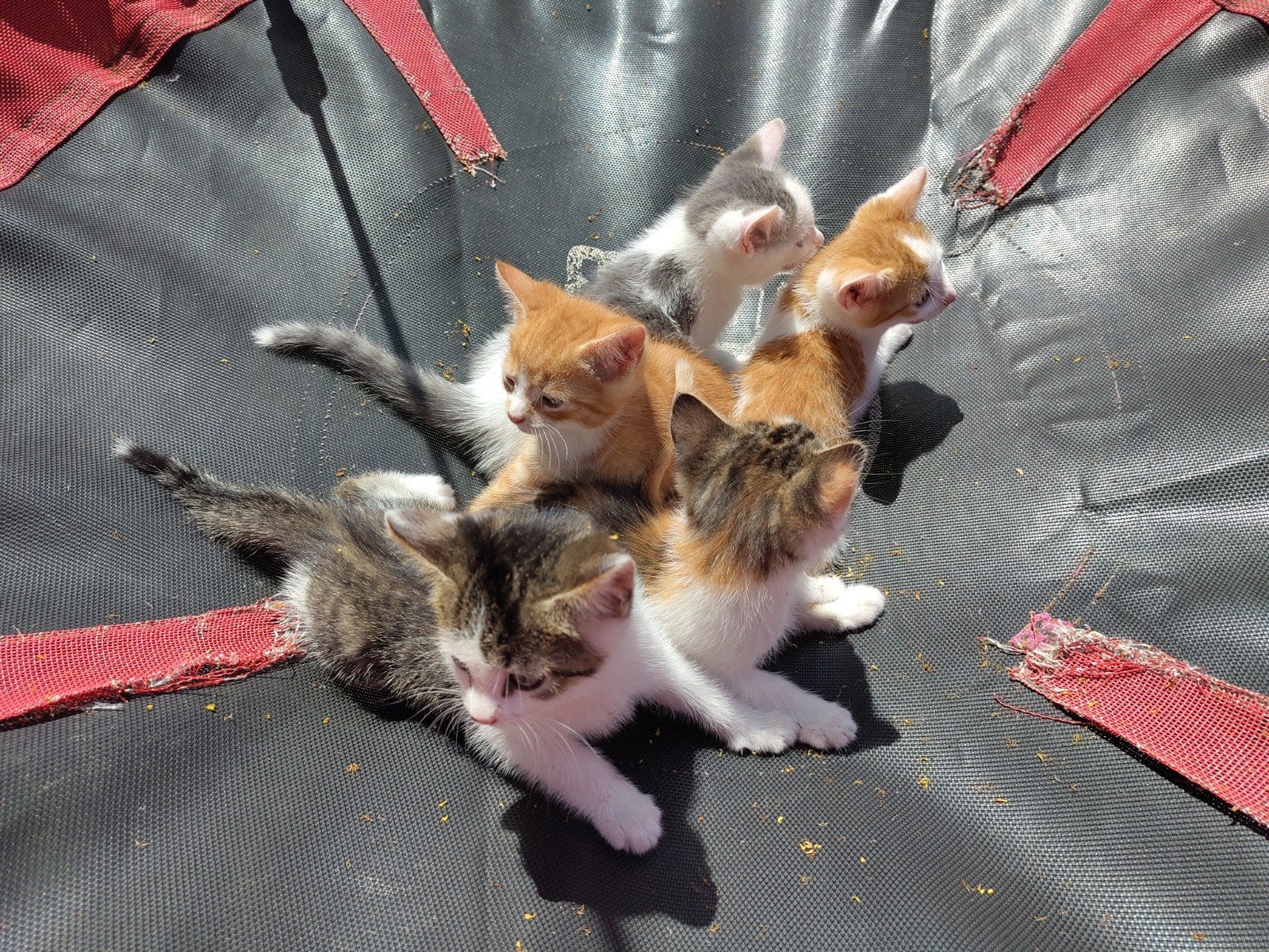 Lieve kittens, Meerdere dieren