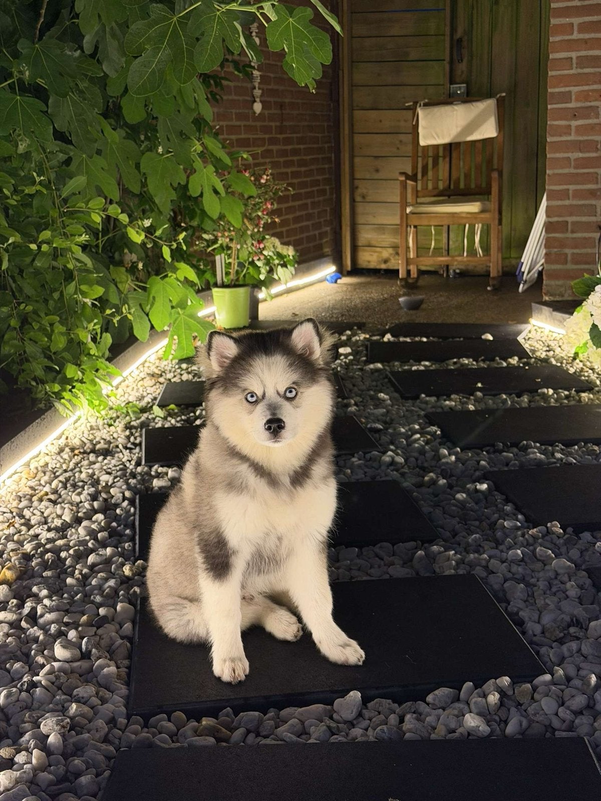 Pomsky, Dieren en Toebehoren, 15 weken tot 1 jaar, Reu, Eén hond, Middel