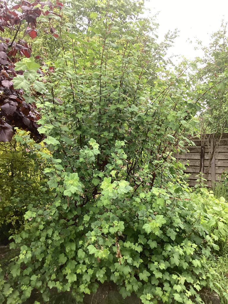Diverse struiken en dennen, Tuin en Terras, Planten | Struiken en Hagen, Ophalen of Verzenden, Overige soorten, 100 tot 250 cm