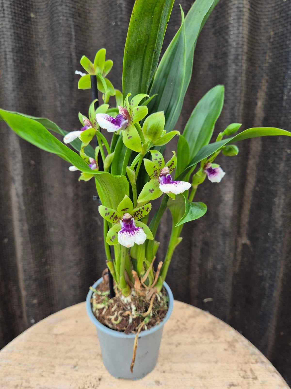 Orchidee p9 (1), Ophalen of Verzenden, Halfschaduw, Minder dan 100 cm