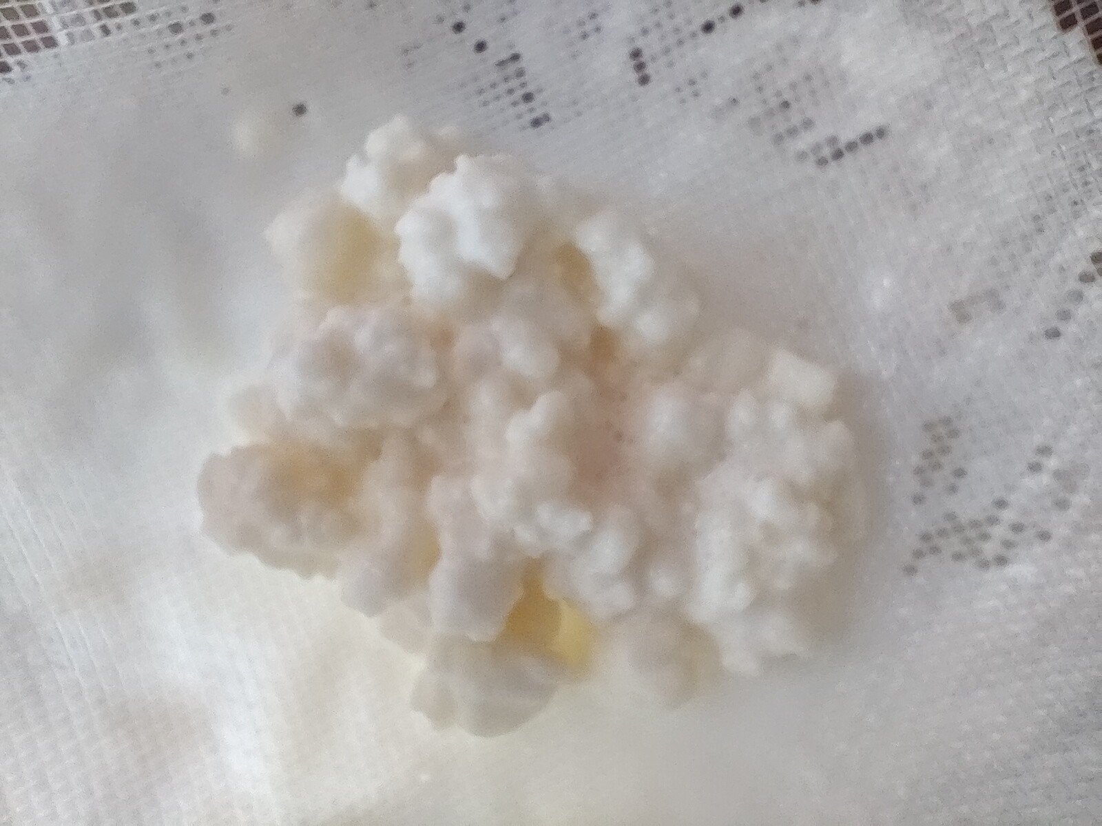 Biologische melkkefir korrels, Ophalen of Verzenden