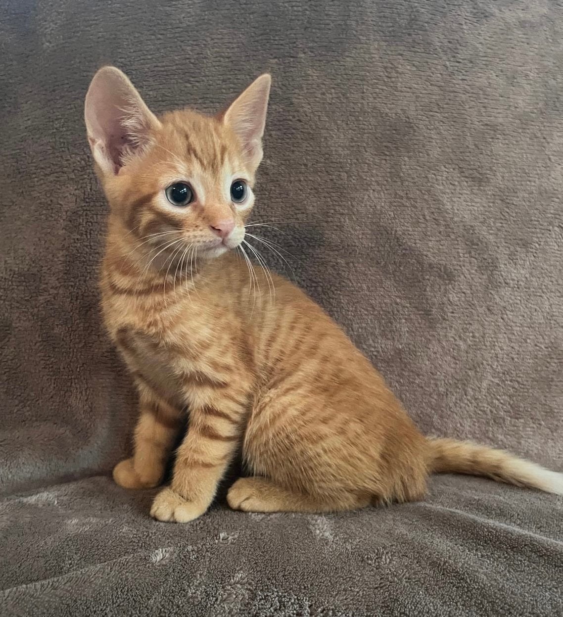 De liefste kittens, rood katertje en zwart met rode poesjes, Meerdere dieren, Kortharig, 0 tot 2 jaar