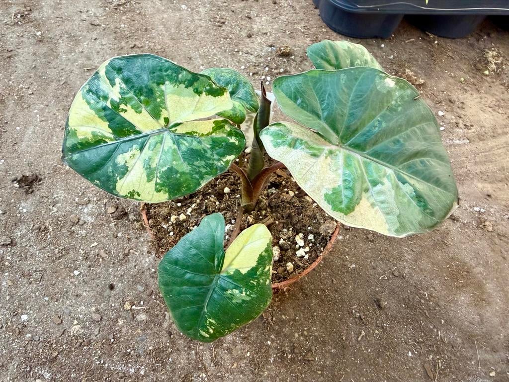 Alocasia Yucatan Princess p12, Huis en Inrichting, Kamerplanten, Overige soorten, In pot, Minder dan 100 cm, Groene kamerplant
