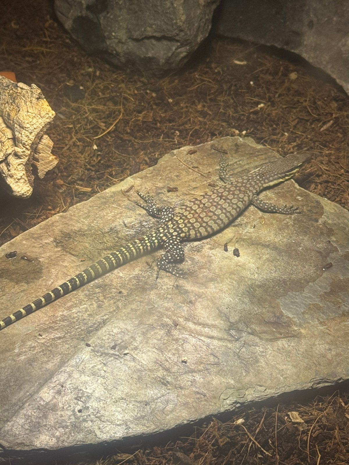 Varanus Glauerti Monitor Lizard photo 2