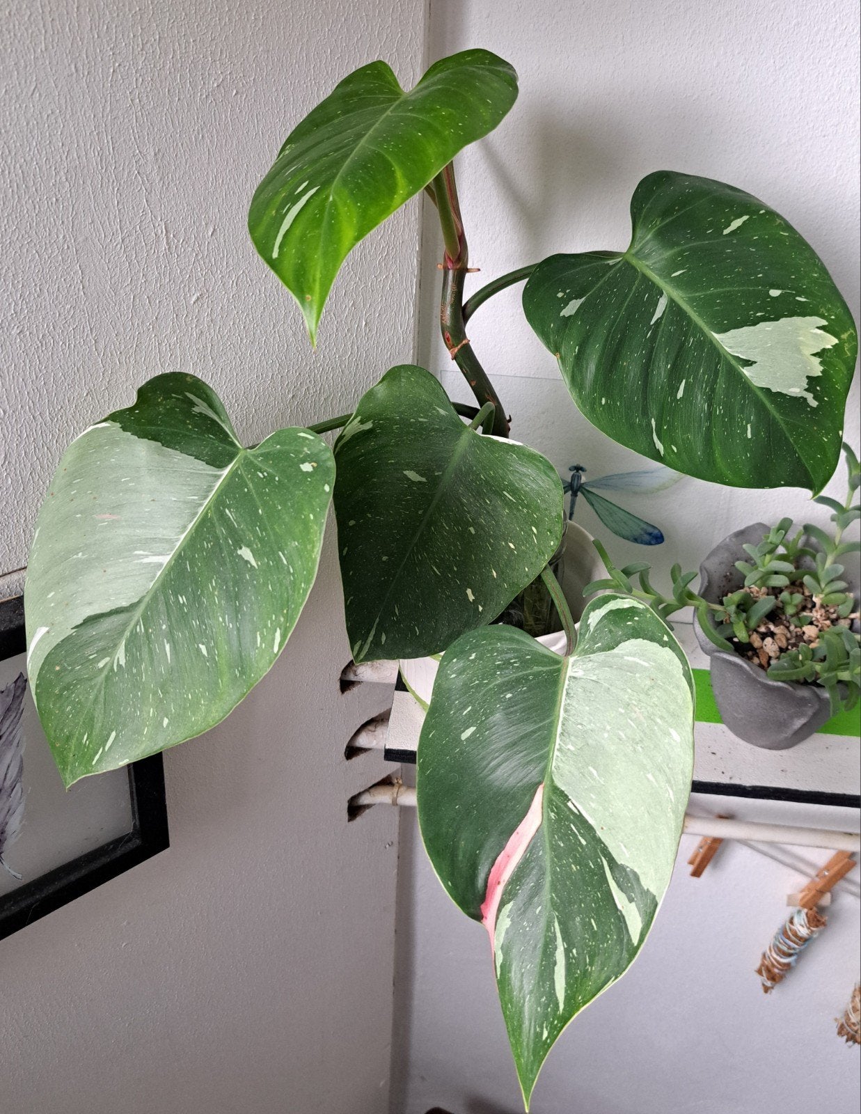 Stek Philodendron White Princess met pink variegation, Ophalen, Overige soorten, Halfschaduw, Minder dan 100 cm