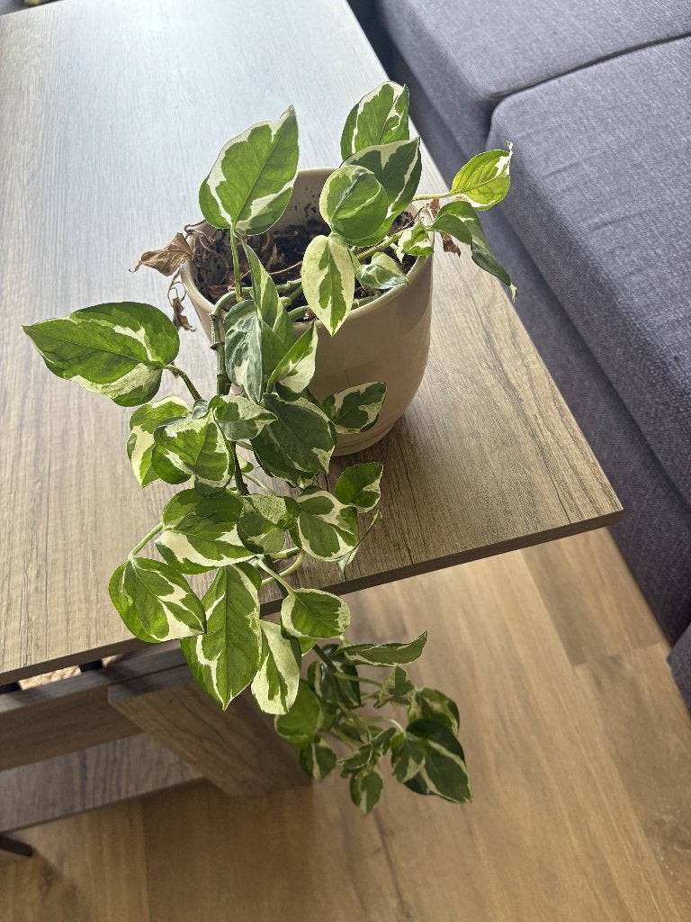 Vase + Plant, Ophalen, Overige kleuren, Minder dan 50 cm, Glas