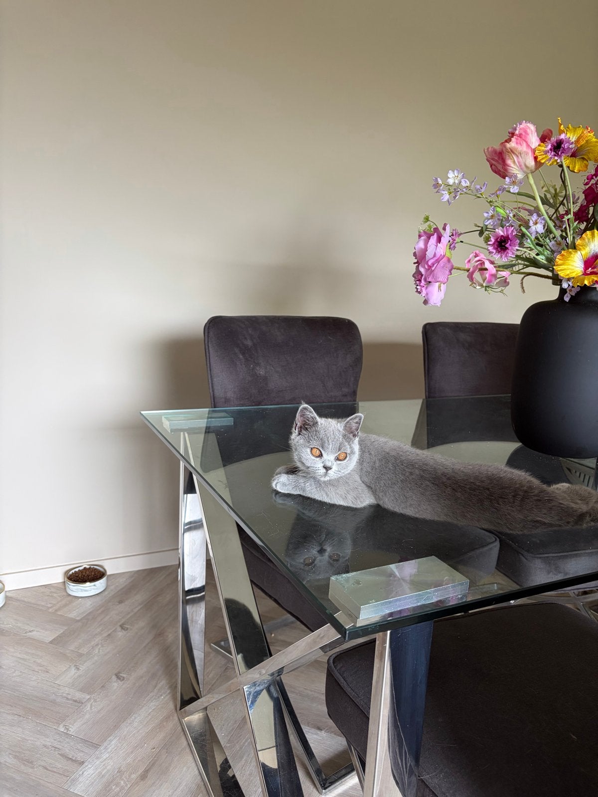 brits korthaar kitten in bezit van paspoort & stamboom, Dieren en Toebehoren, Poes, Kortharig, 0 tot 2 jaar