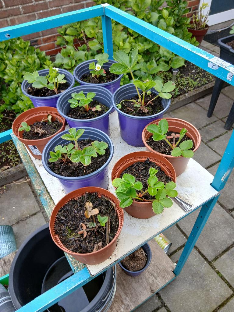 aardbei planten, Ophalen, Eenjarig, Groenteplanten, Volle zon