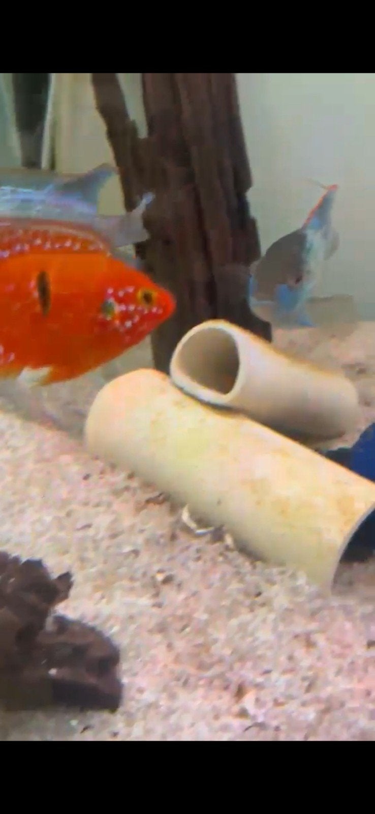 Short body juwel cichlid, gezocht!!, Dieren en Toebehoren, Vissen | Aquariumvissen, Vis