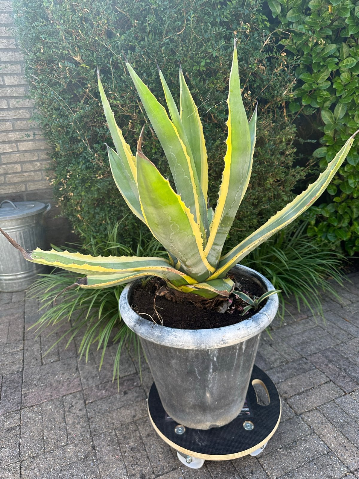 Grote Agave plant (2 stuks beschikbaar), Tuin en Terras, Volle zon, Vaste plant, Bloeit niet, Ophalen