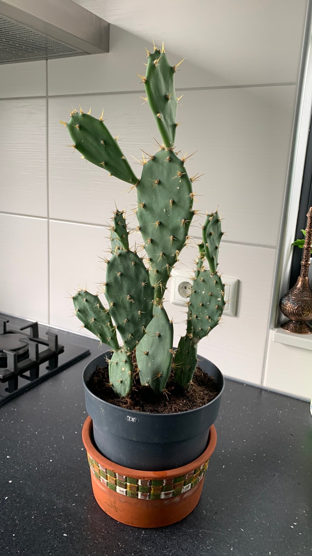 Cactus plant met pot €10, Huis en Inrichting, Ophalen, Cactus, Volle zon, Minder dan 100 cm