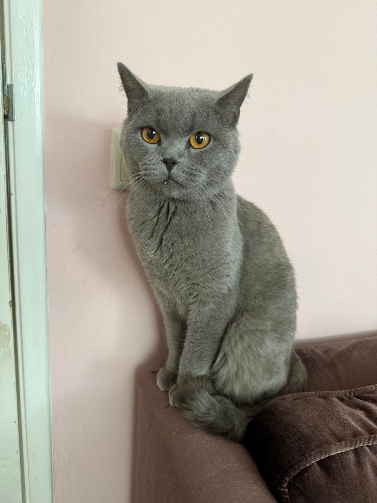 Britse korthaar 2 jaar met paspoort en toebehoren., Kater, Gechipt, 0 tot 2 jaar