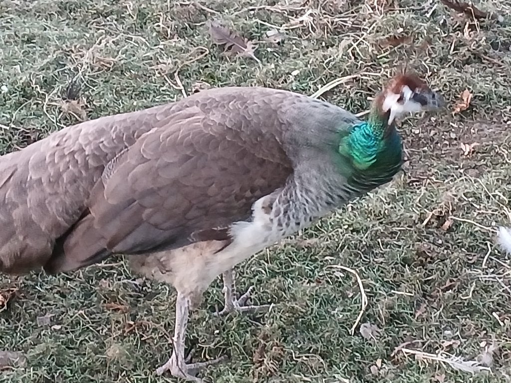 pauw hen te koop, Vrouwelijk, Overige soorten
