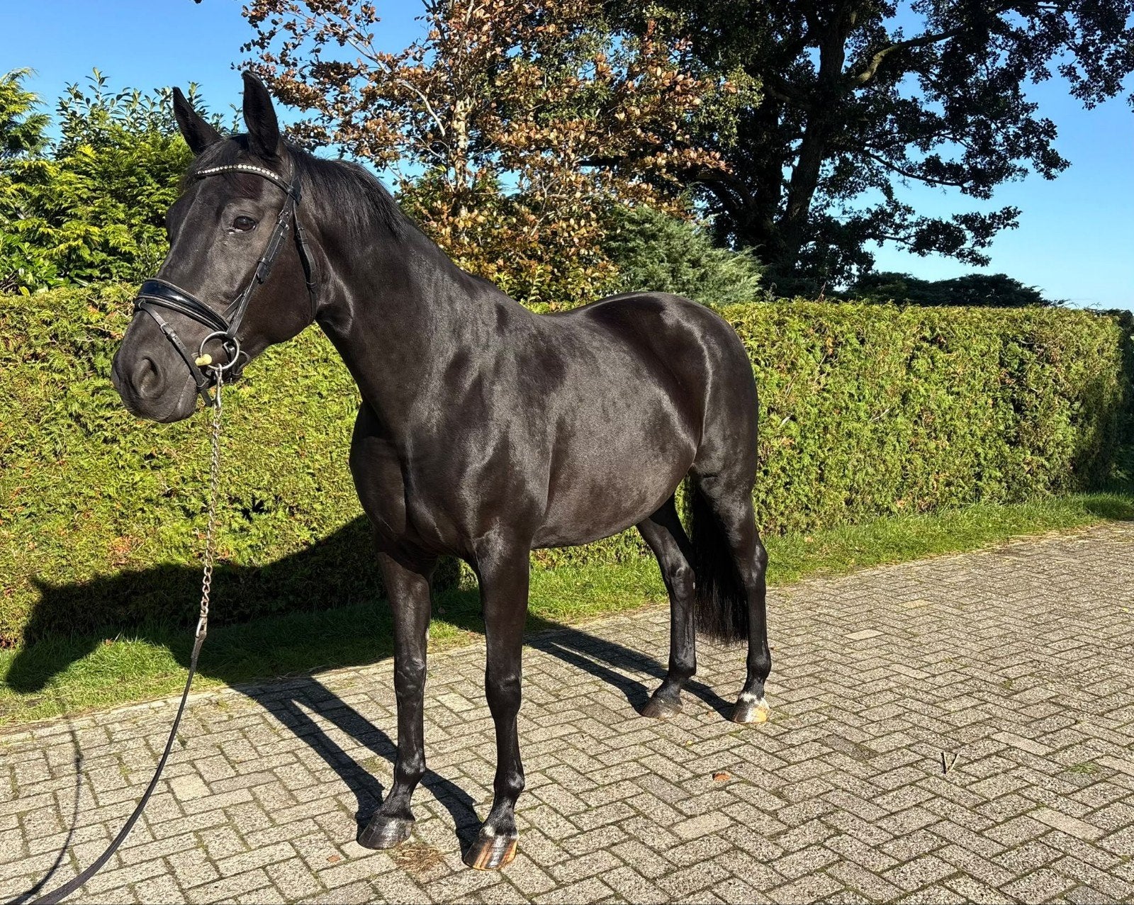 betrouwbare 10 jarige merrie, Dante weltino x Ronaldo, Dieren en Toebehoren, Merrie, Met stamboom, L, 7 tot 10 jaar