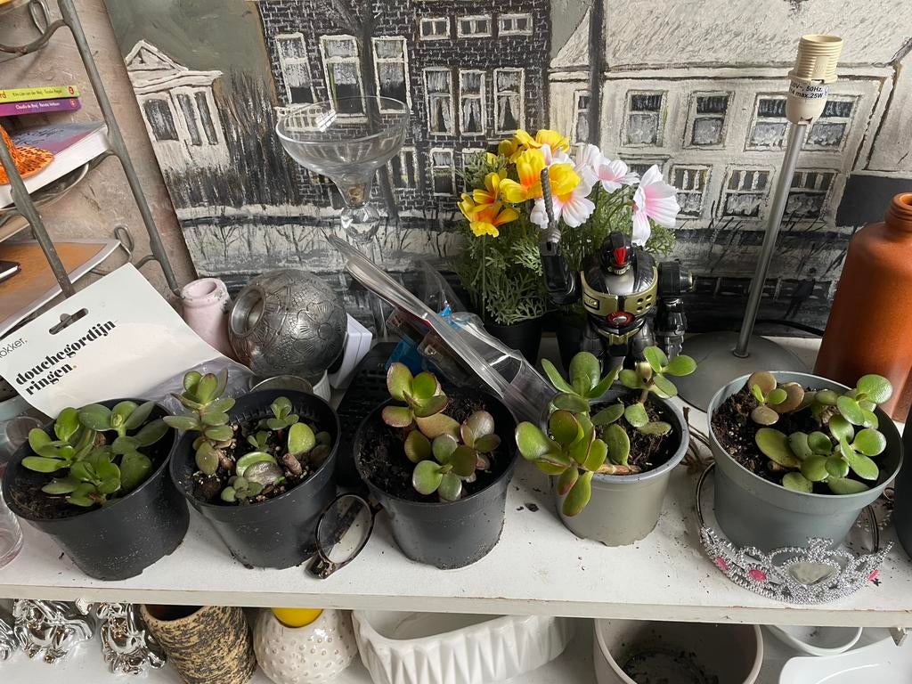 Crassula Portulacea Geldboom kamerplant en kan ook buiten, Huis en Inrichting, Kamerplanten, Ophalen of Verzenden, Halfschaduw