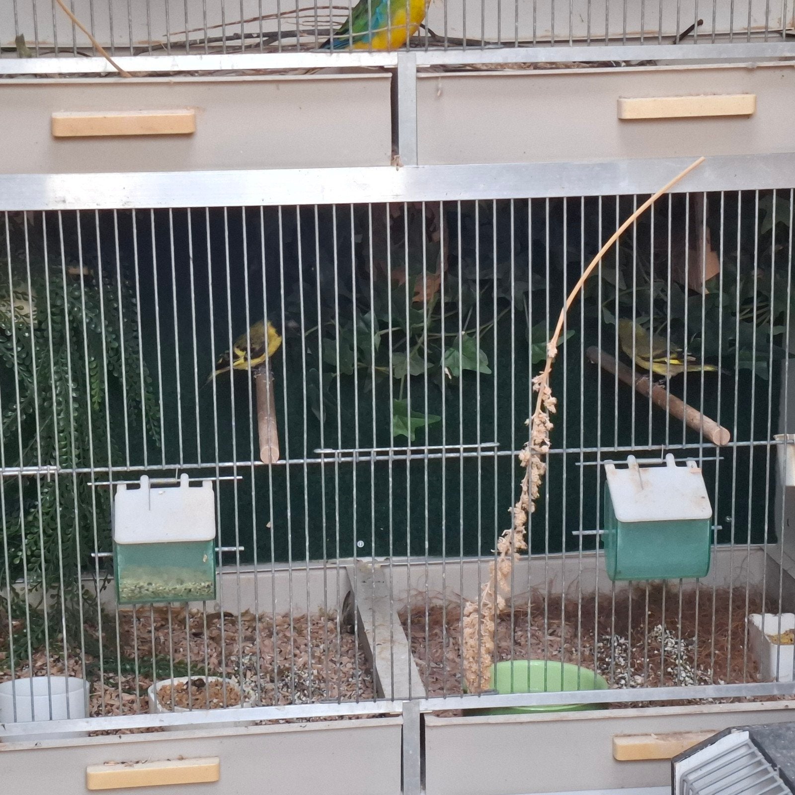 zwartkopsijsjes, Meerdere dieren, Wildzangvogel