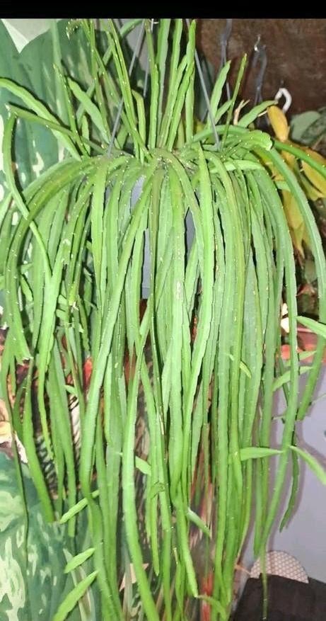 Lepismium Bolivianu, Ophalen of Verzenden, Halfschaduw, Minder dan 100 cm