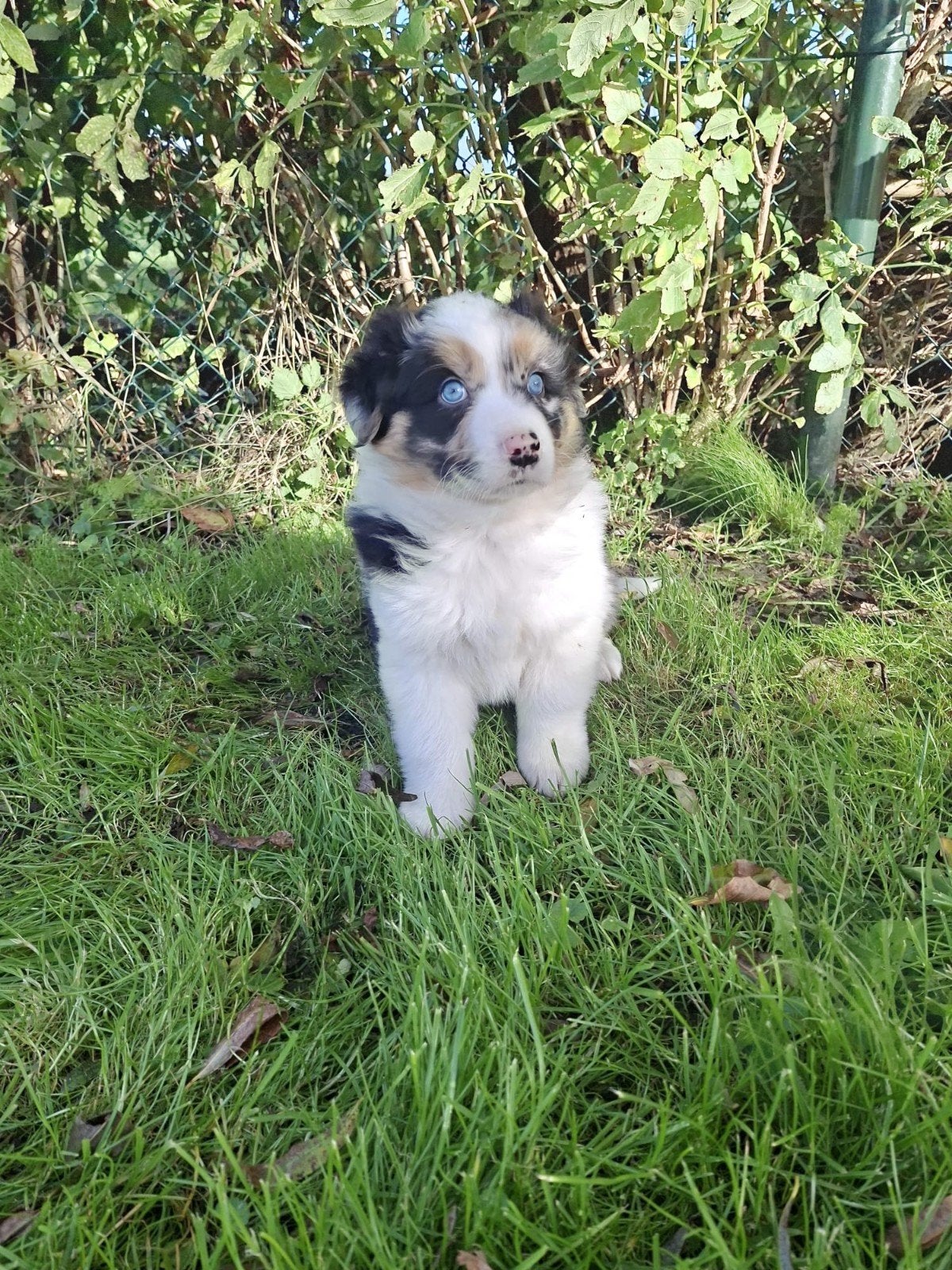 Prachtige Australian Shepherd pups, Nederland, 8 tot 15 weken, Meerdere, Meerdere dieren
