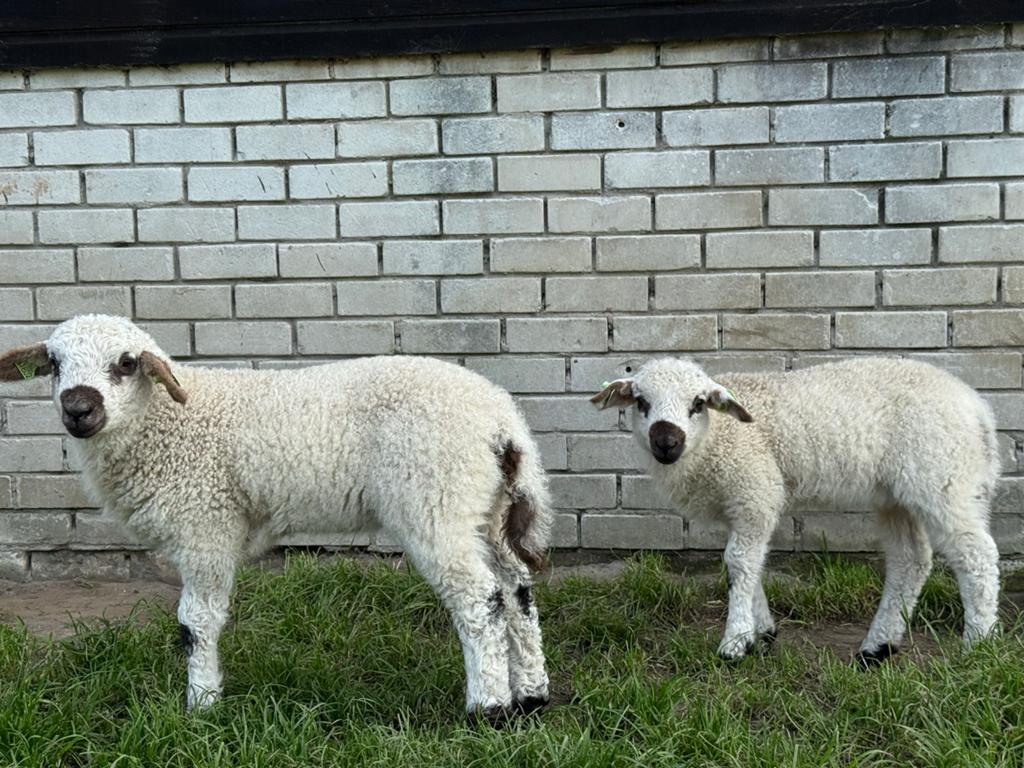 Ooien en lammeren te koop, deels walliser schwartznase, Vrouwelijk, Schaap