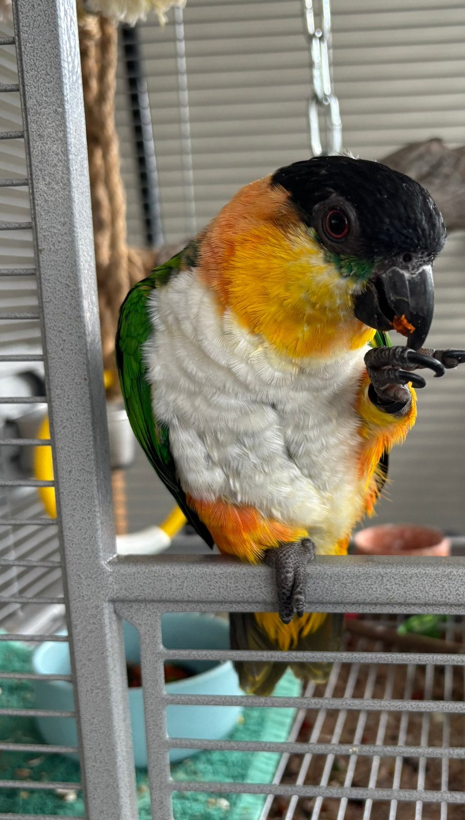 Tamme zwartkop  caique pop, Dieren en Toebehoren, Vogels | Parkieten en Papegaaien, Vrouwelijk, Papegaai, Pratend