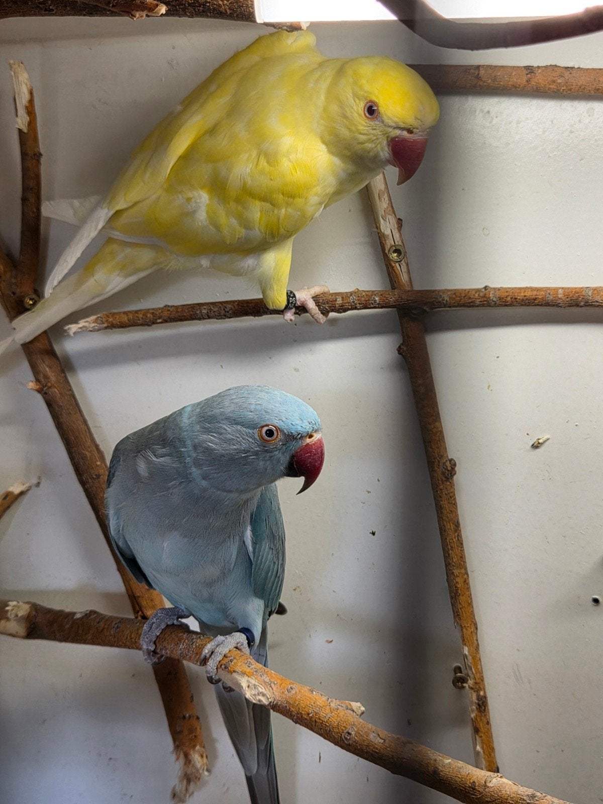 halsbandparkieten, Dieren en Toebehoren, Vogels | Parkieten en Papegaaien, Meerdere dieren, Parkiet, Geringd