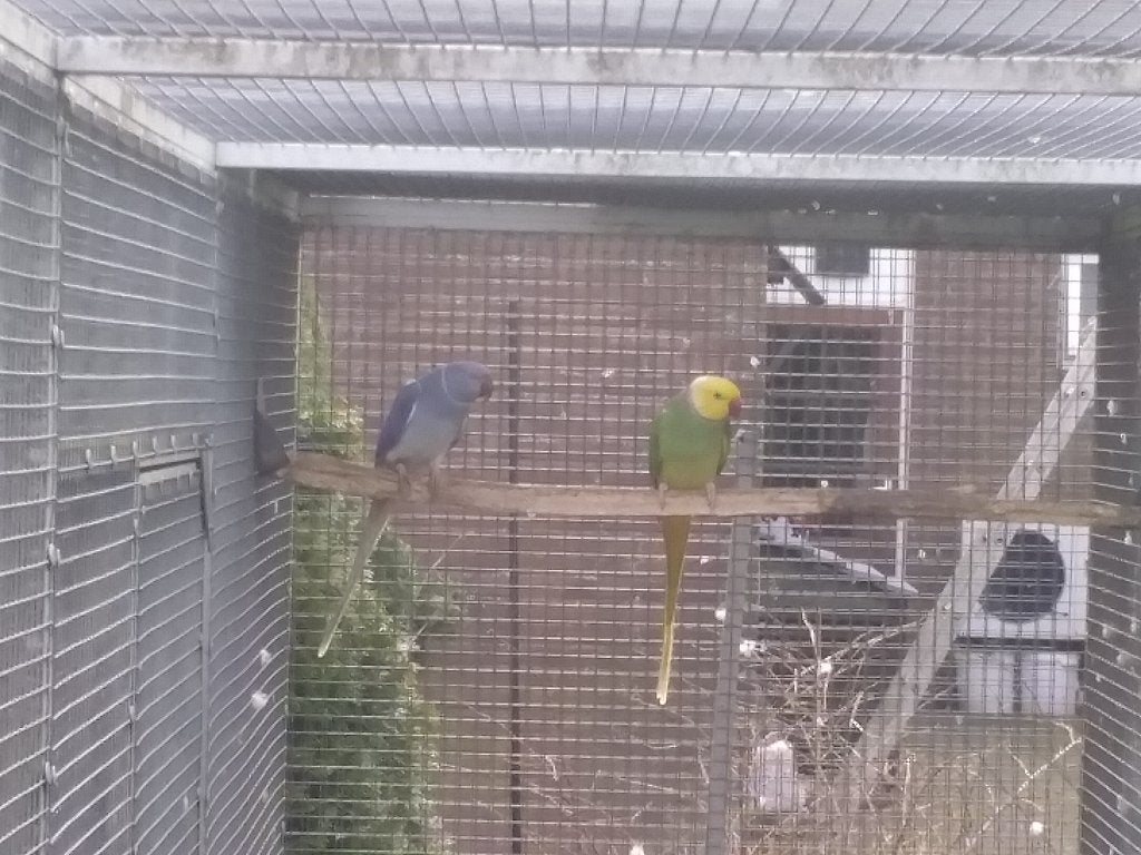 donkergroen bleekstaart x violet, Meerdere dieren, Parkiet, Geringd