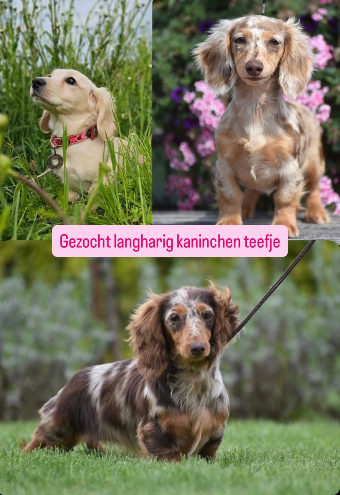 GEZOCHT: Langharig kaninchen teckel teefje, Dieren en Toebehoren, Honden | Teckels en Dashonden, Teef, Langhaar, Kaninchen, Particulier