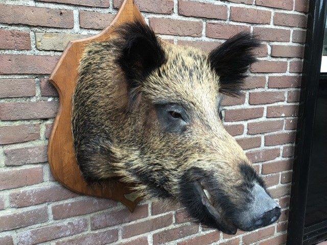 Zeer groot opgezet wild zwijn, Ophalen, Zo goed als nieuw, Wild dier, Opgezet dier