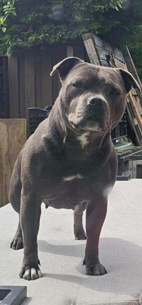 Engelse stafford teefje., Dieren en Toebehoren, Honden | Jack Russells en Terriërs, Overige rassen, Teef, Parvo, Eén hond