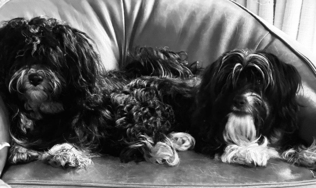 2 Malthezer pups 9 maanden te koop, Dieren en Toebehoren, CDV (hondenziekte), 8 tot 15 weken, Meerdere, Meerdere dieren