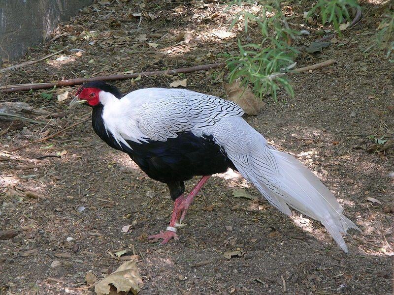 Zilverfazant | Prachtige dieren | Deskundig advies, Dieren en Toebehoren, Pluimvee, Meerdere dieren, Kip