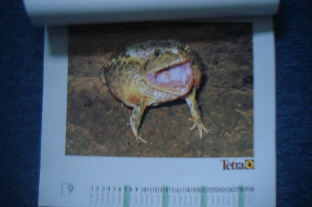 Reptielen Kalender, groot formaat, nieuw uit 1997, Ophalen of Verzenden, Maandkalender, Nieuw