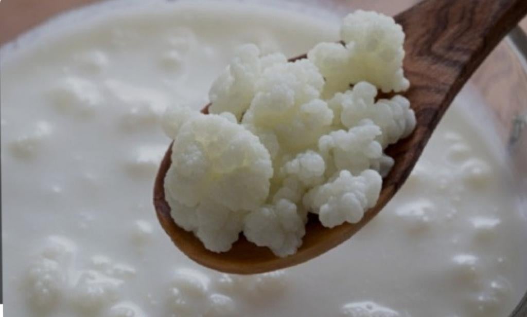 Melk kefir, Ophalen