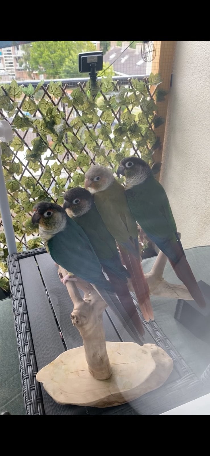 Groepje van 4 tamme pyrrhuras te koop met kooi en spullen, Meerdere dieren, Parkiet