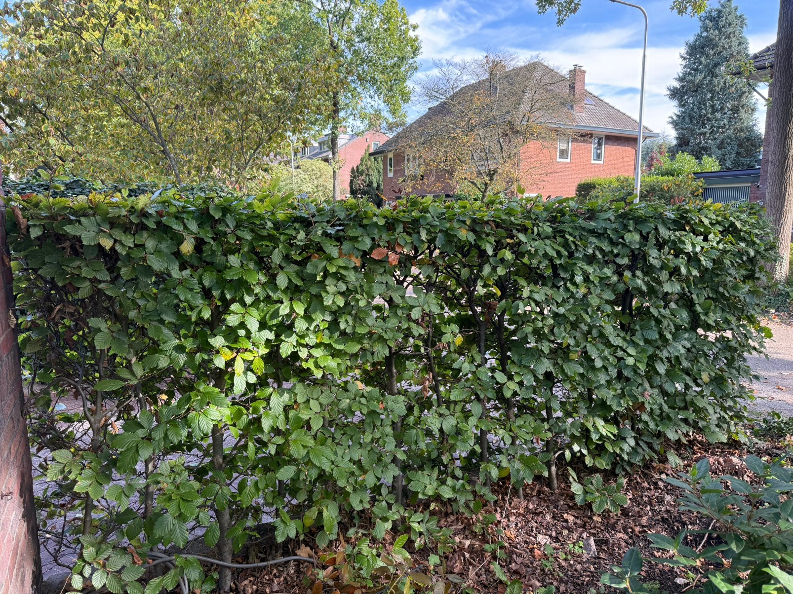 Beukenhaag (Fagus sylvatica) groen en rood (Atropunicea), Ophalen, Beukenhaag, 100 tot 250 cm