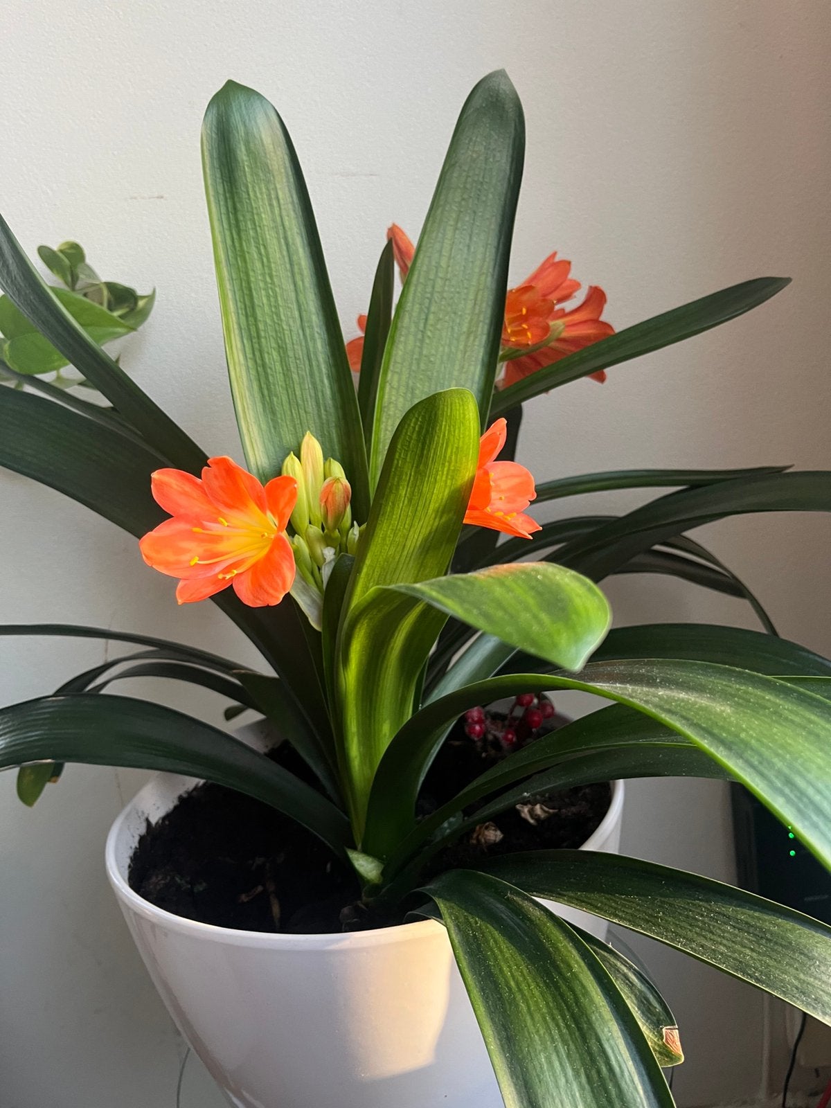 Mooie Clivia plant, Ophalen, Halfschaduw, Minder dan 100 cm