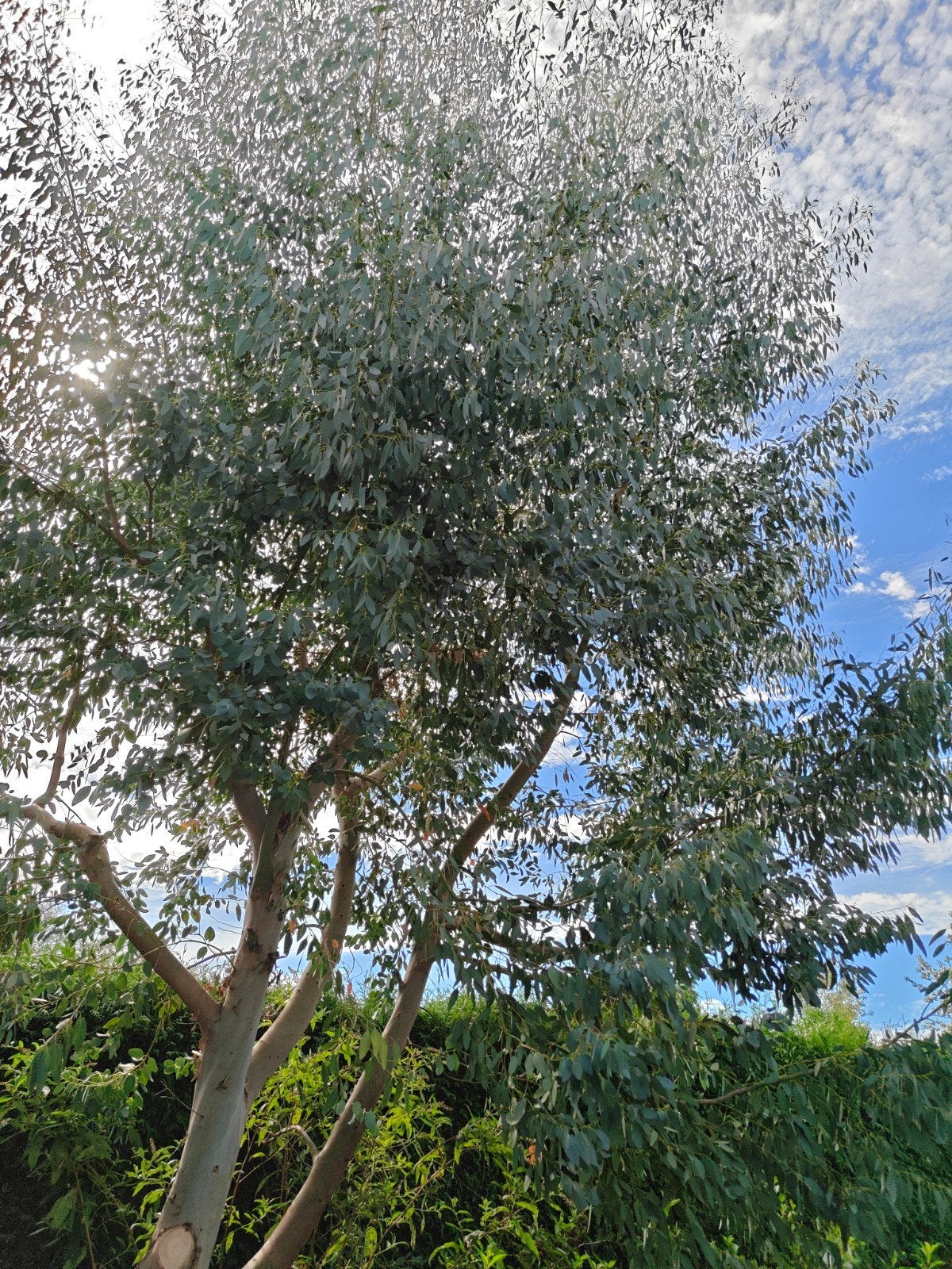 Eucalyptus takken of hele boom Gratis, Tuin en Terras, Planten | Bomen, Ophalen, Bloeit niet, Volle zon, Overige soorten