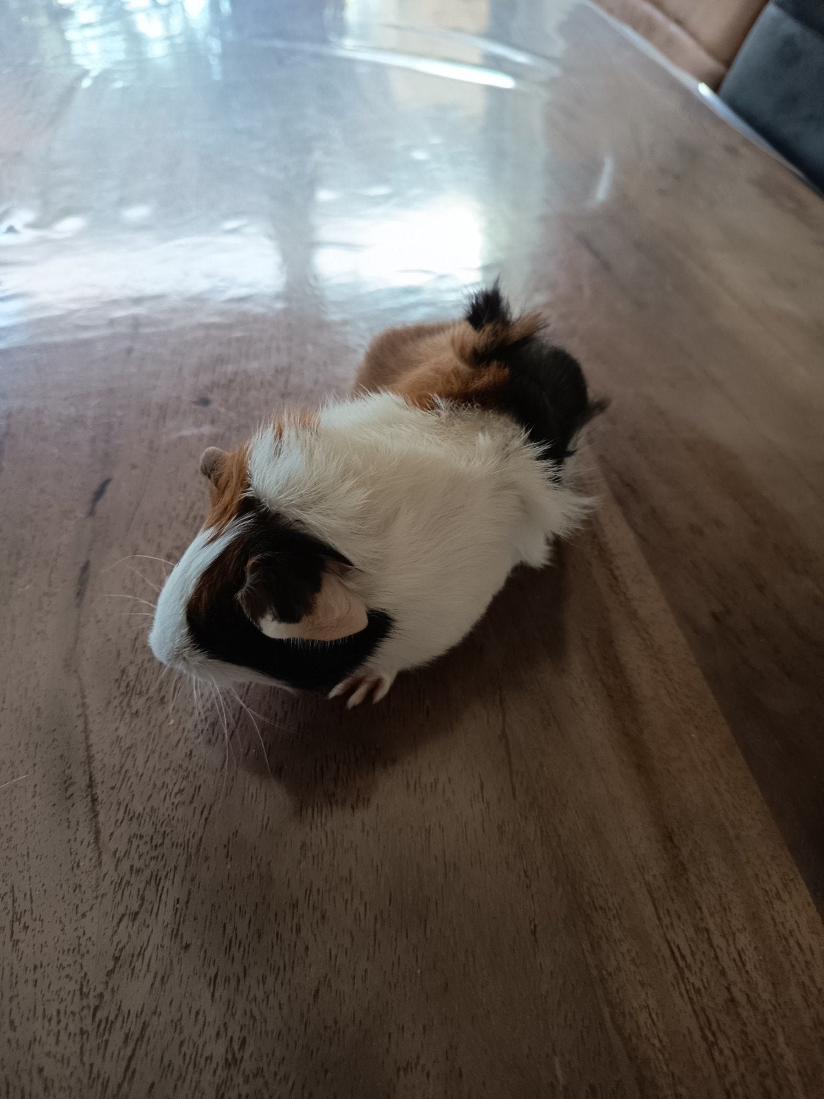 Mooi borstel haar cavia vrouwtje 4 weken, Dieren en Toebehoren, September, Vrouwelijk, Tam