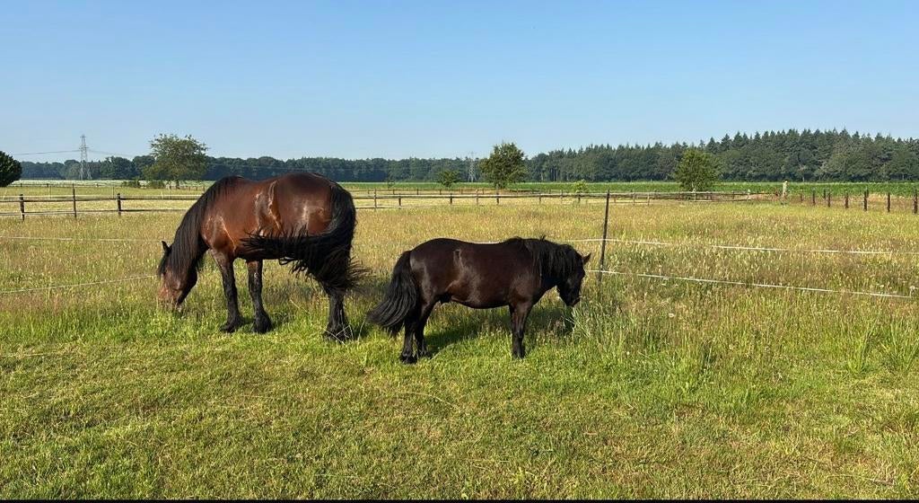 Shetlander en tinker kruising dekhengst (niet te koop), Hengst