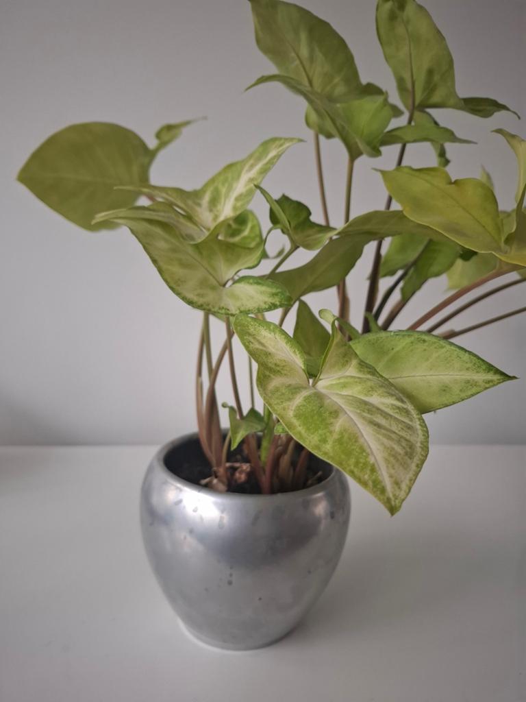 Syngonium in zilverkleurige pot, Ophalen, Halfschaduw, Minder dan 100 cm